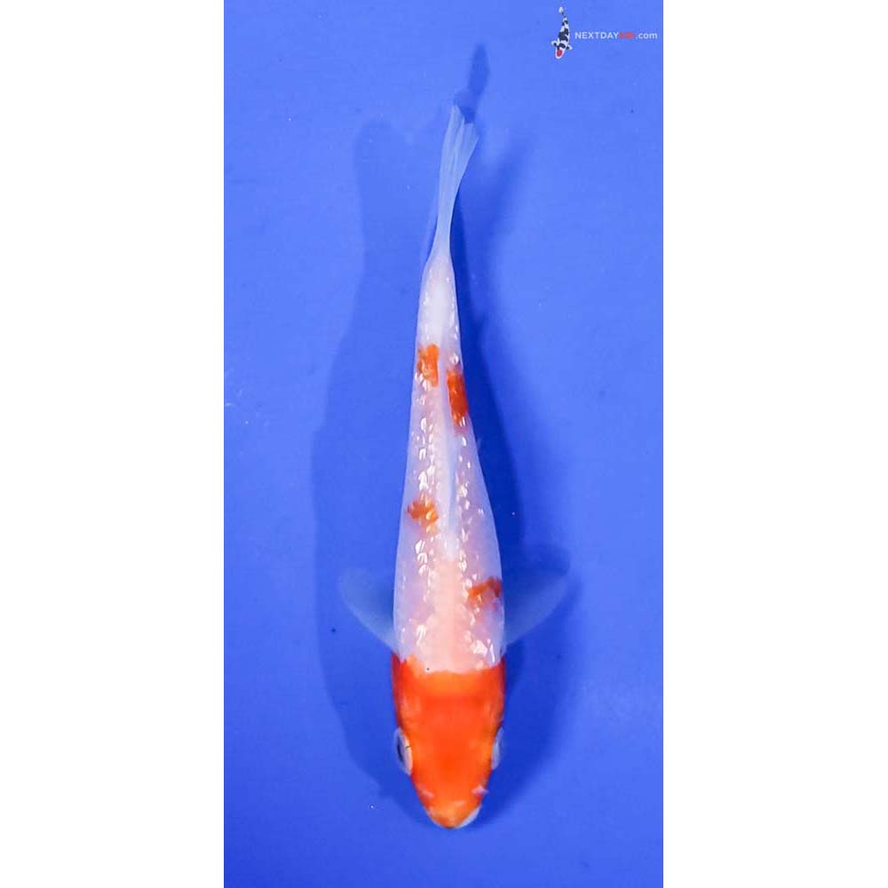3.5” Imported Gin Rin Kohaku