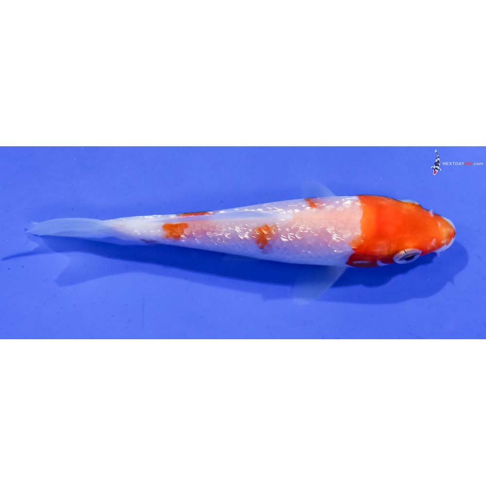 3.5” Imported Gin Rin Kohaku