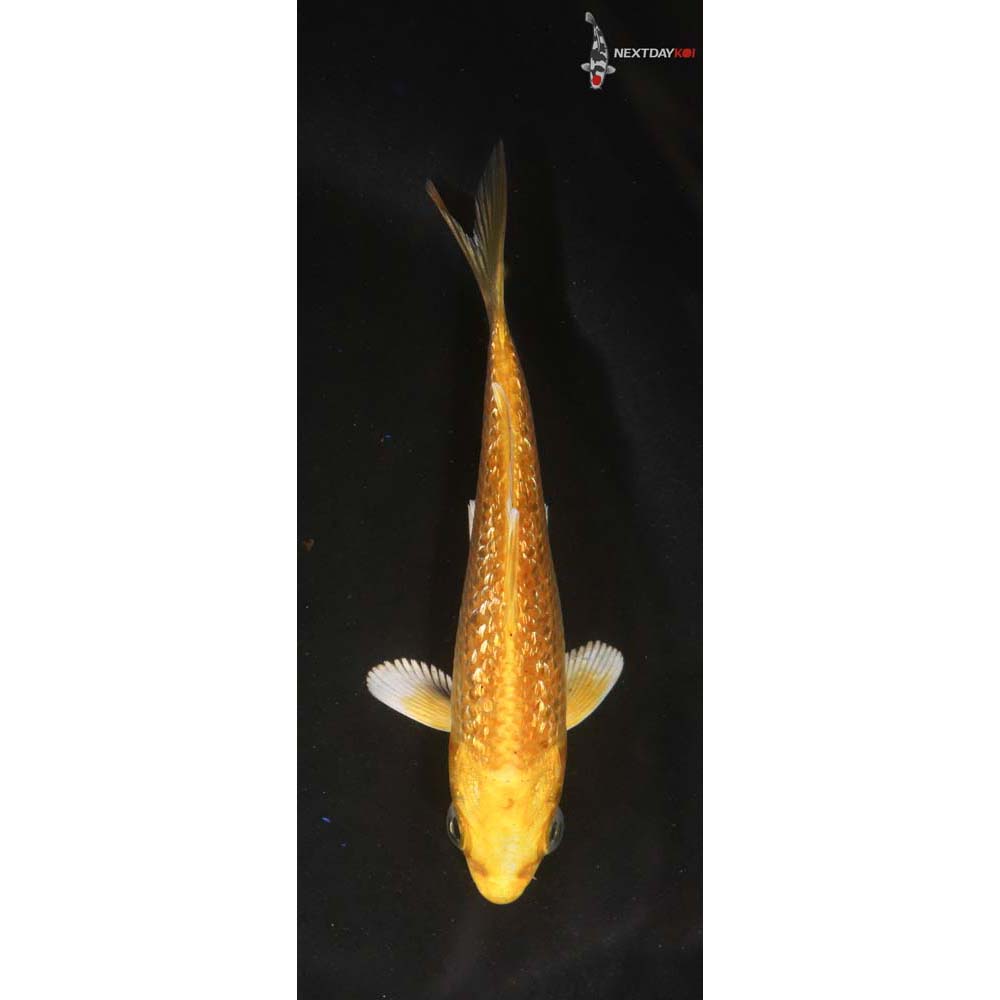 3.5” Imported Yamabuki Ogon