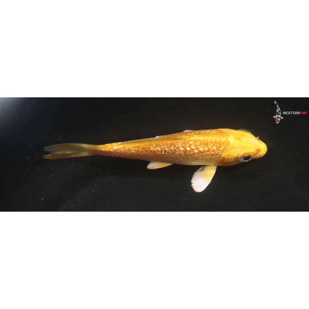 3.5” Imported Yamabuki Ogon