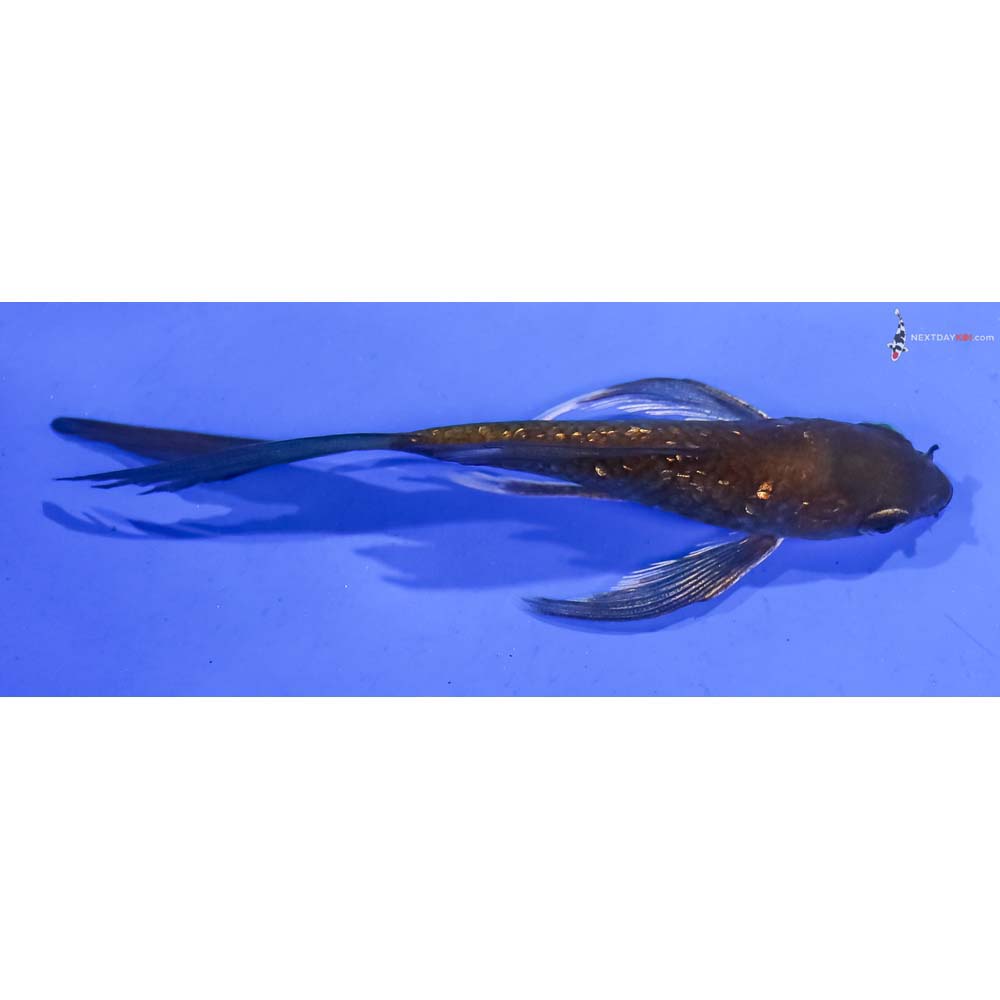 4.5” Imported Gin Rin Chagoi Butterfly Koi