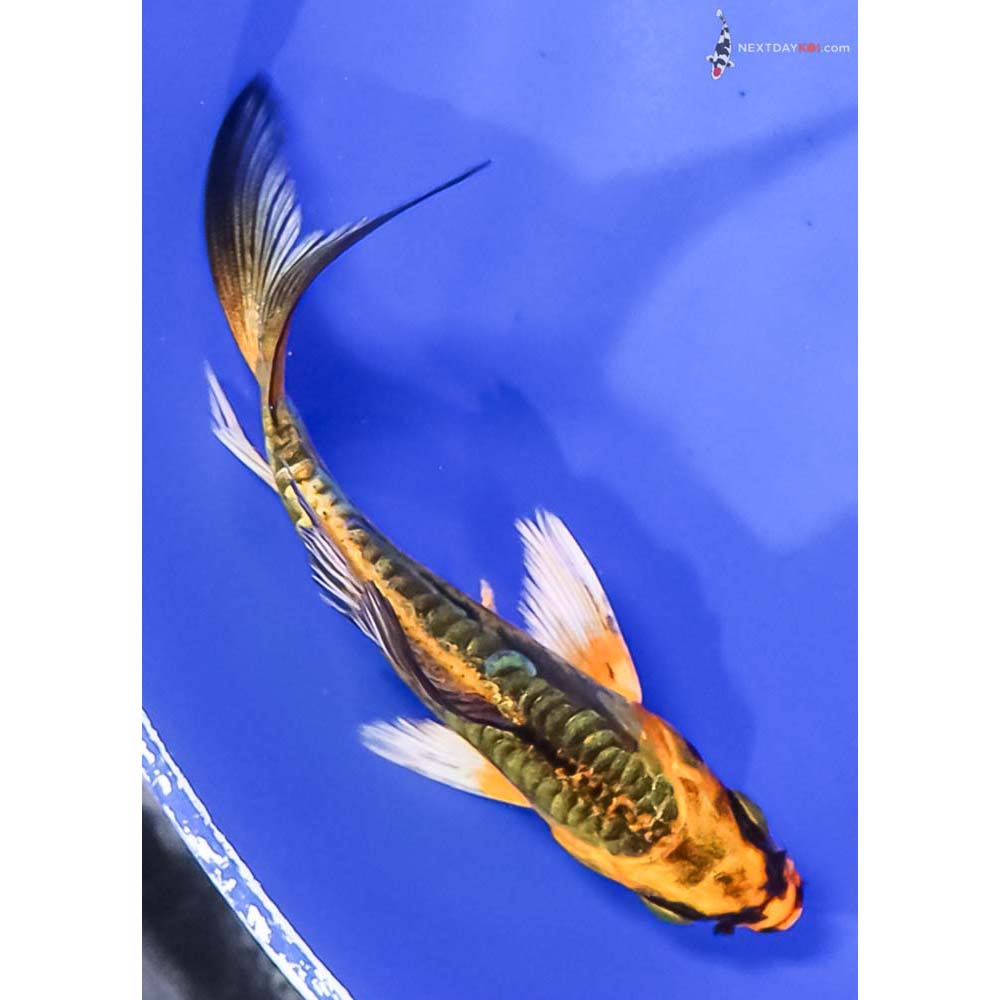 4” Imported Kin Kikokuryu Butterfly Koi