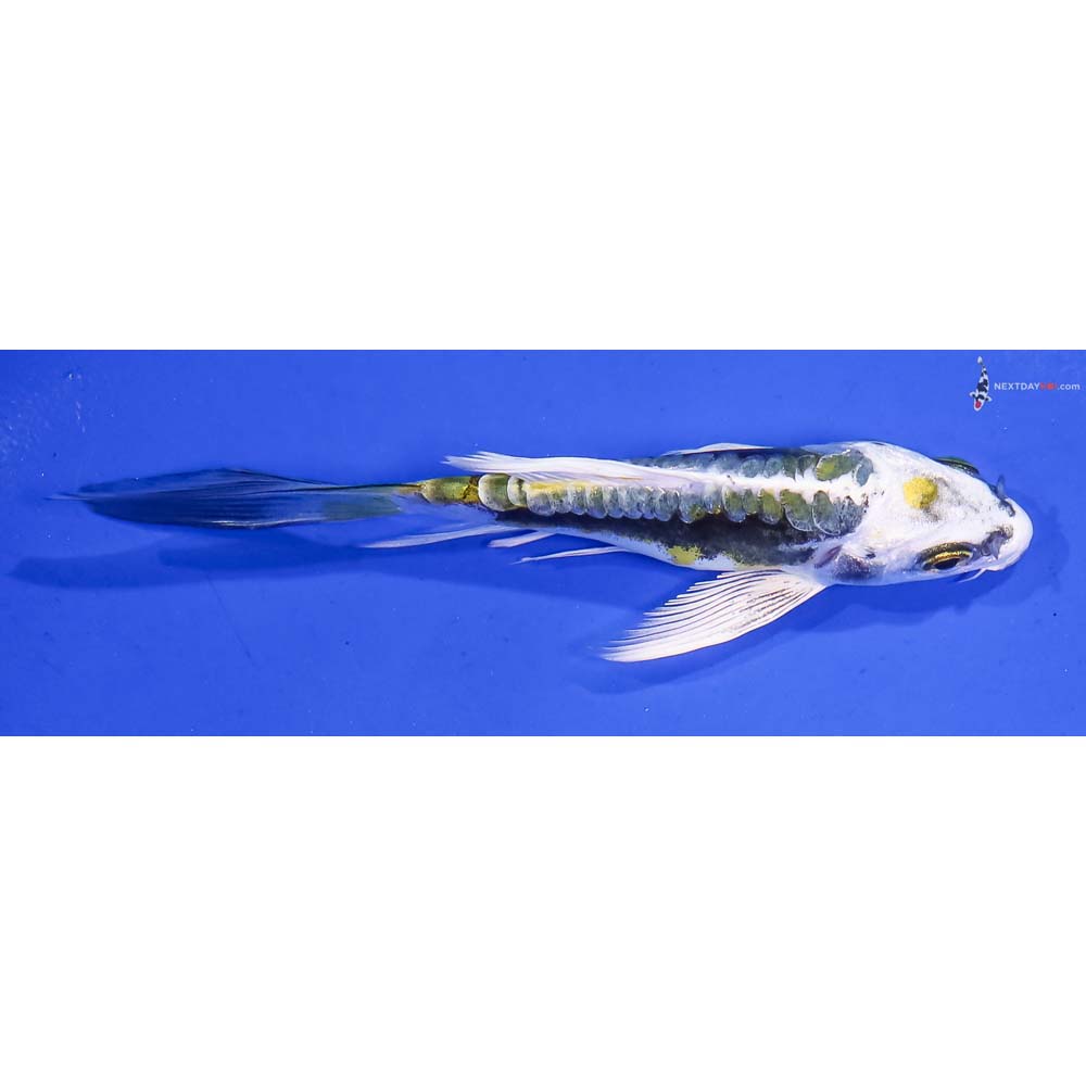 4.5” Imported Kin Kikokuryu Butterfly Koi