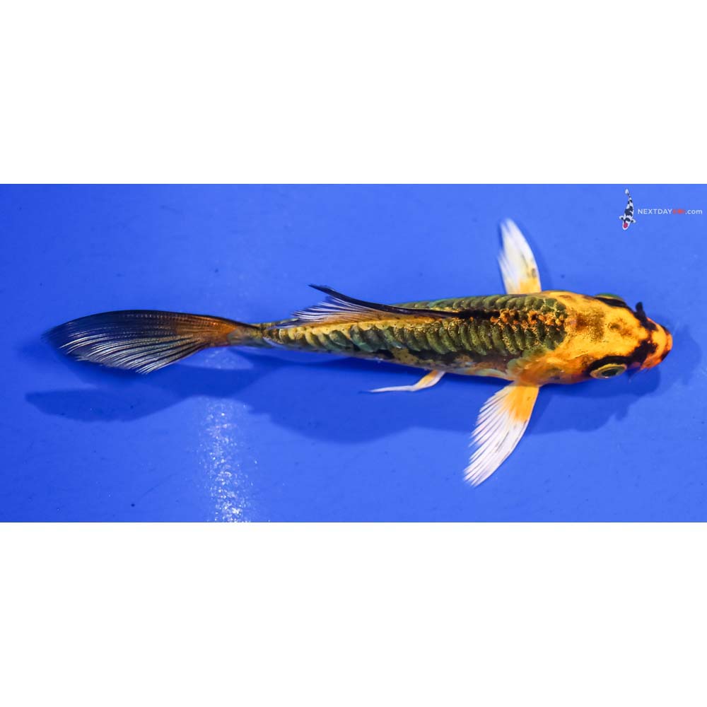 4” Imported Kin Kikokuryu Butterfly Koi