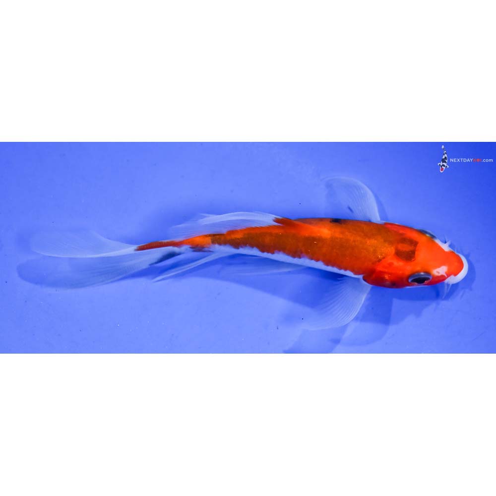 4.5” Imported Aka Sanke Butterfly Koi