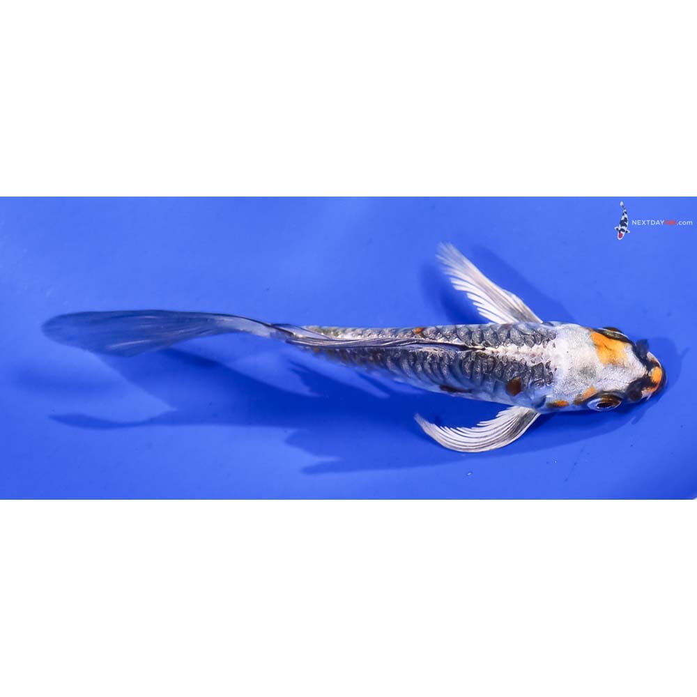 4” Imported Armor Scaled Kujaku Butterfly Koi