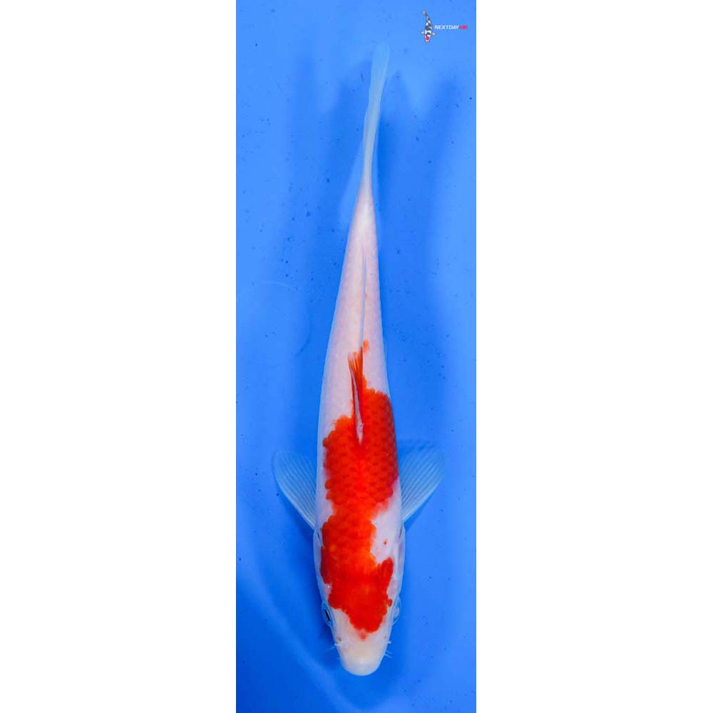 7” Imported Kohaku