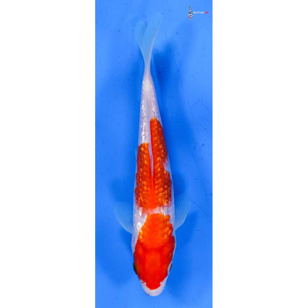 6.5” Imported Gin Rin Kohaku