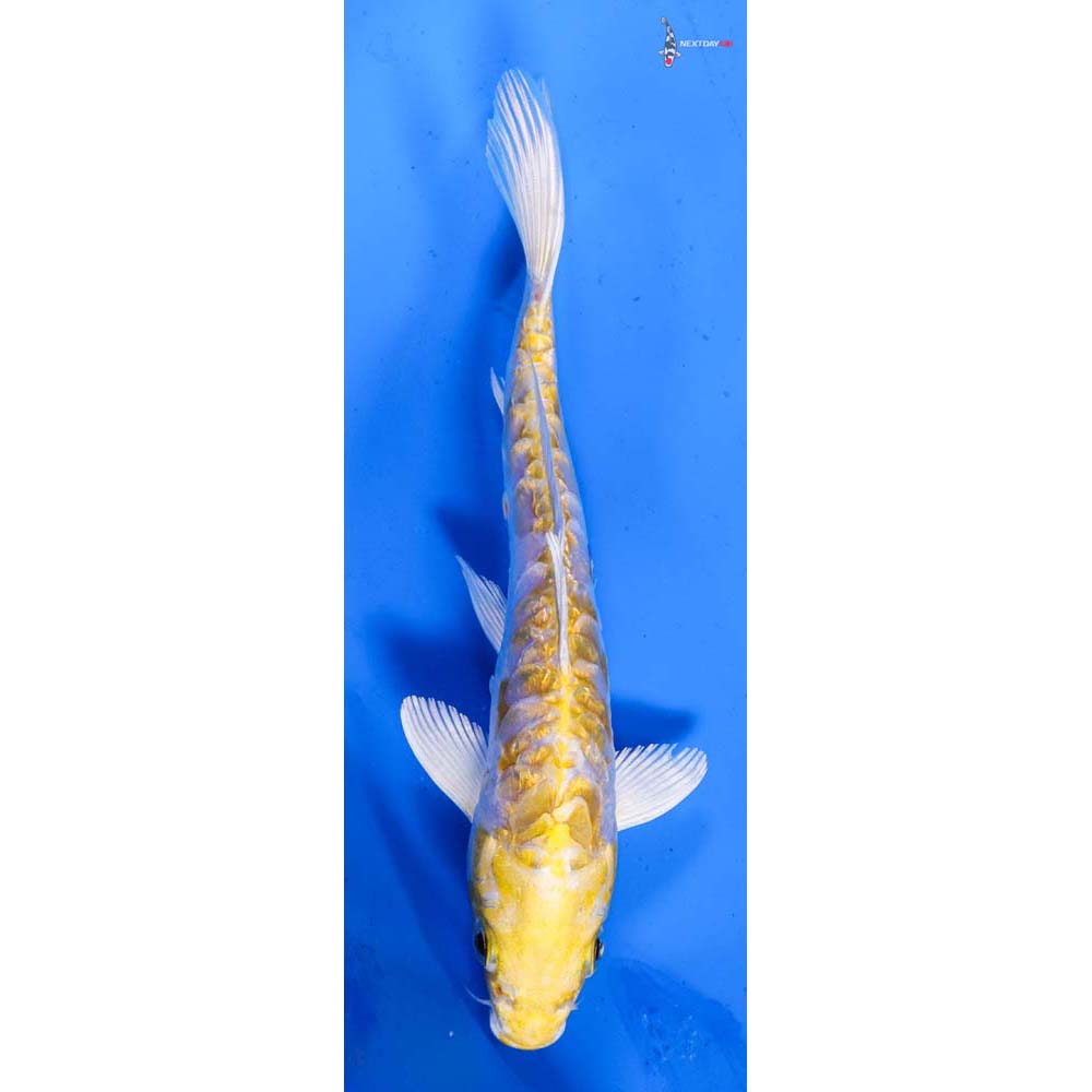 6.5” Imported Doitsu Gin Rin Lemon Hariwake