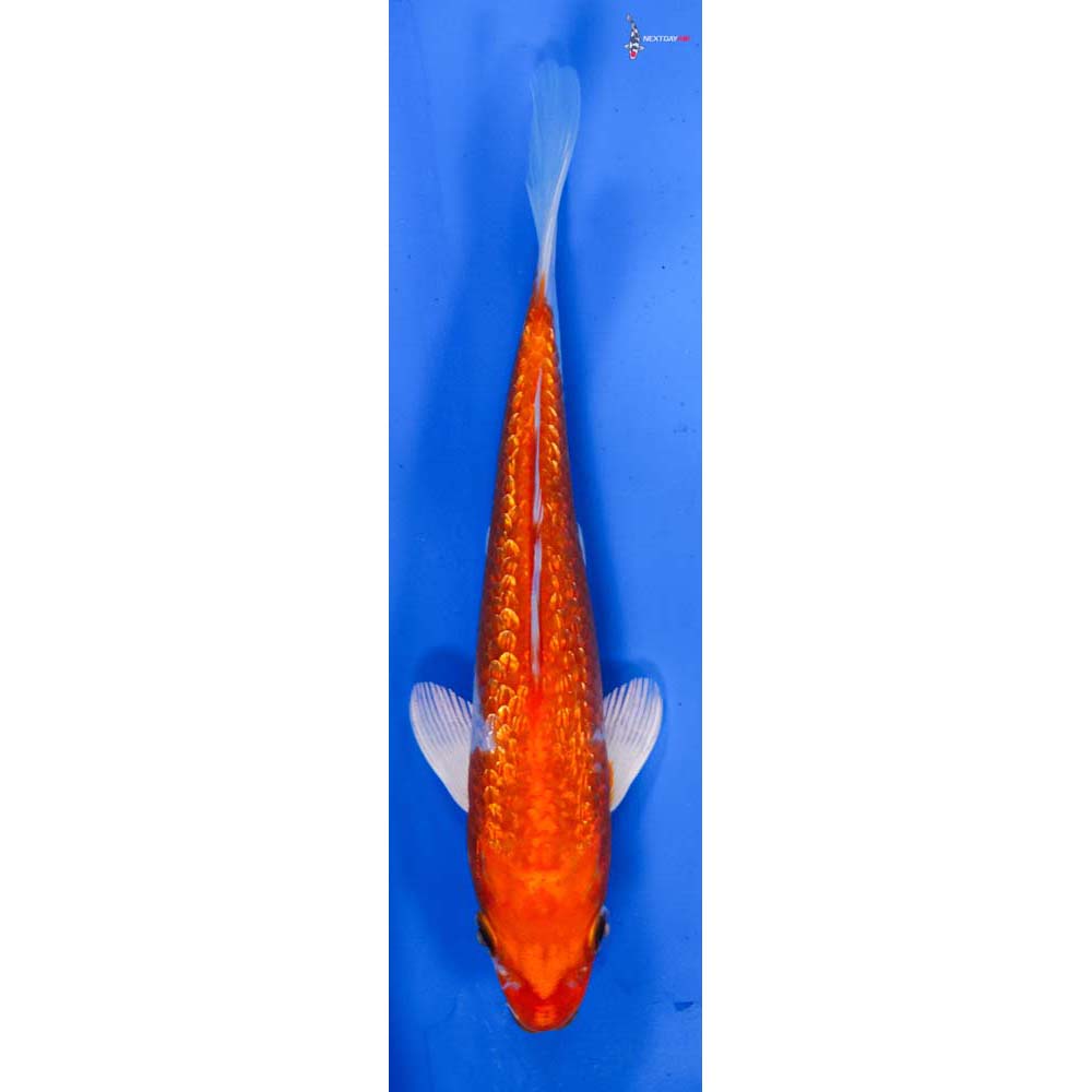 6.5” Imported Gin Rin Hariwake