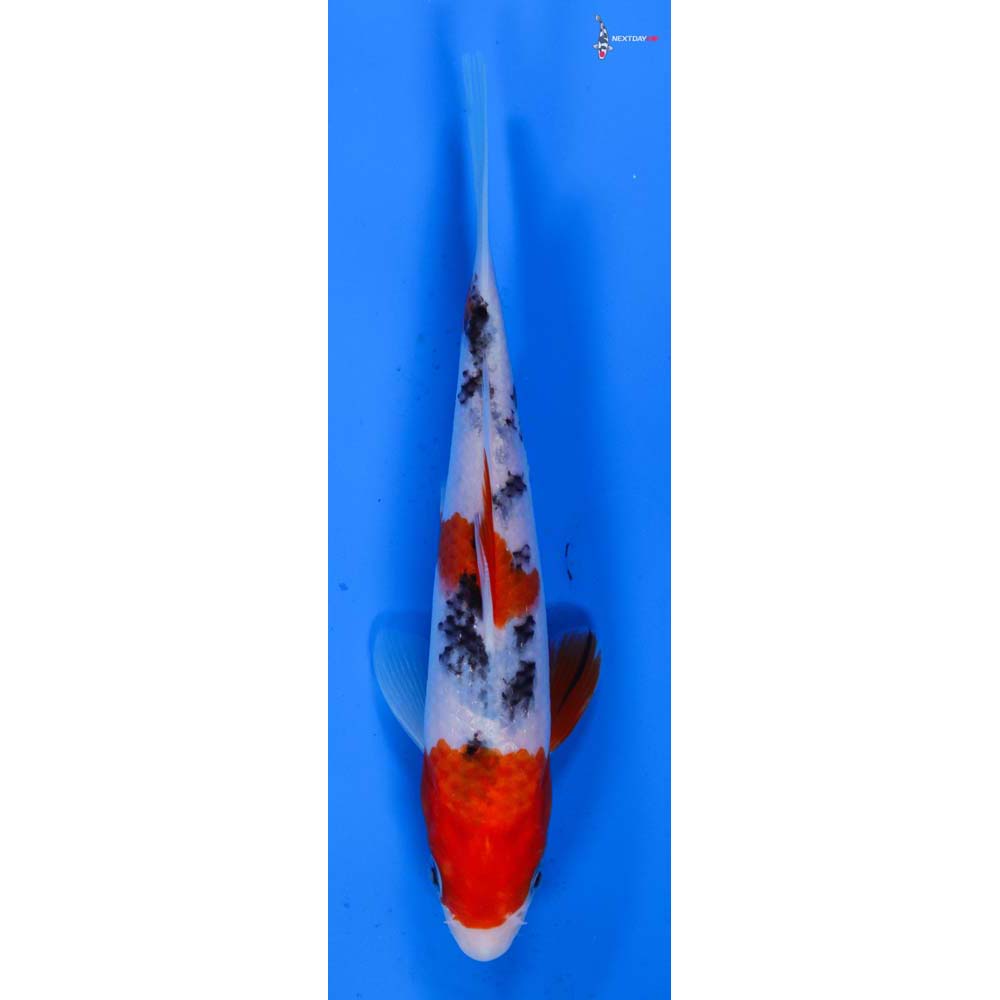 7” Imported Sanke