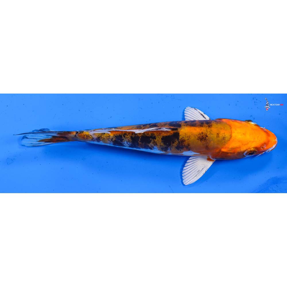 6.5” Imported Heisei Nishiki