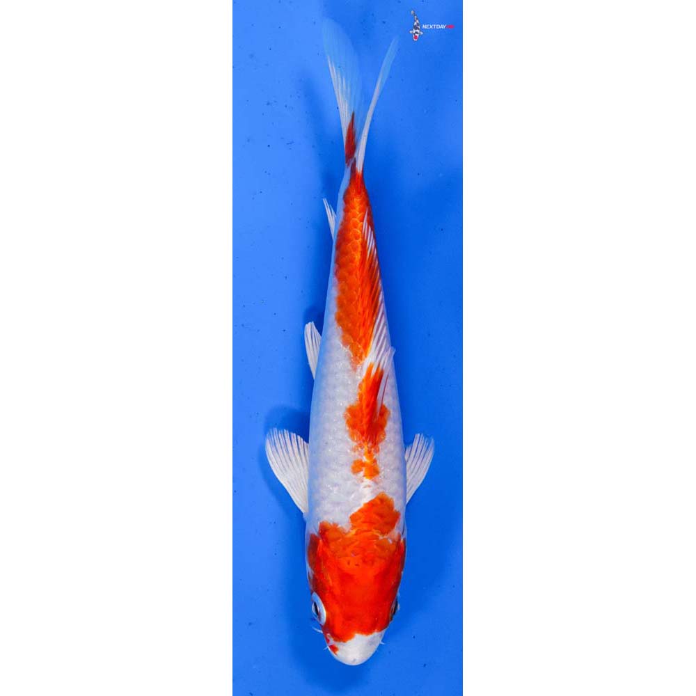 6” Imported Hariwake