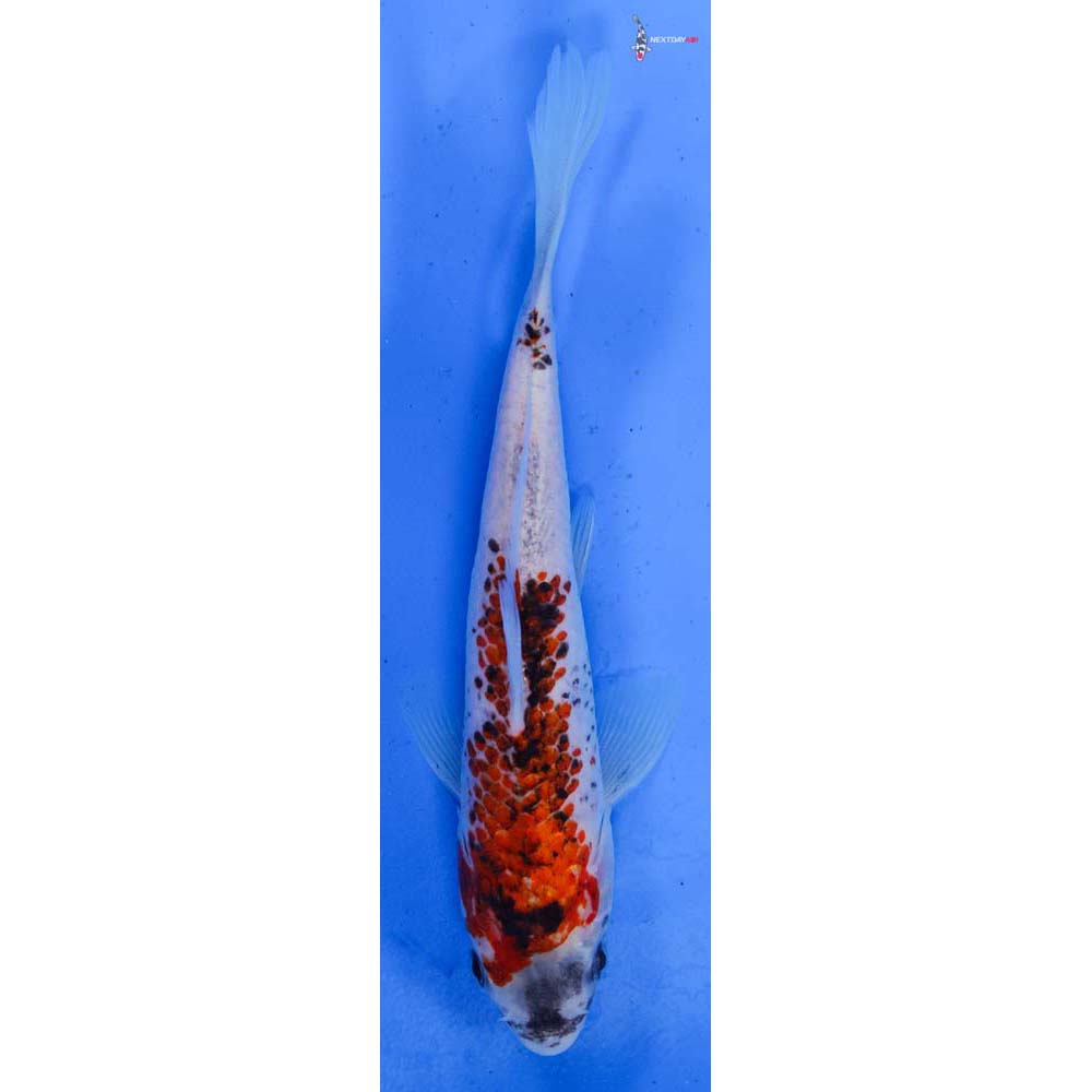 6” Imported Goshiki