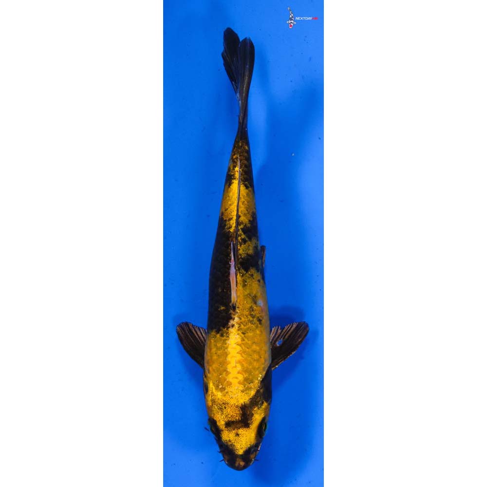 6” Imported Kin Ki Utsuri