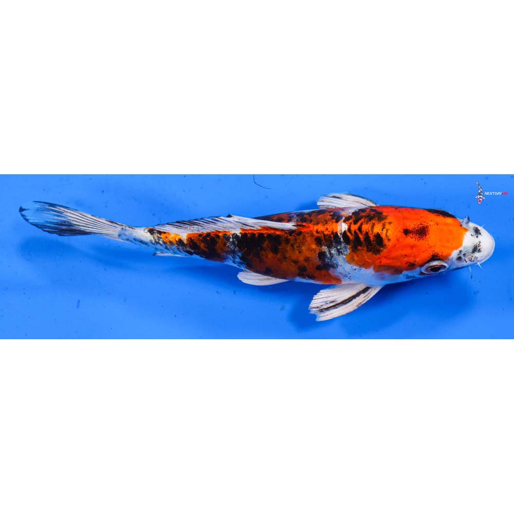 6” Imported Yamato Nishiki