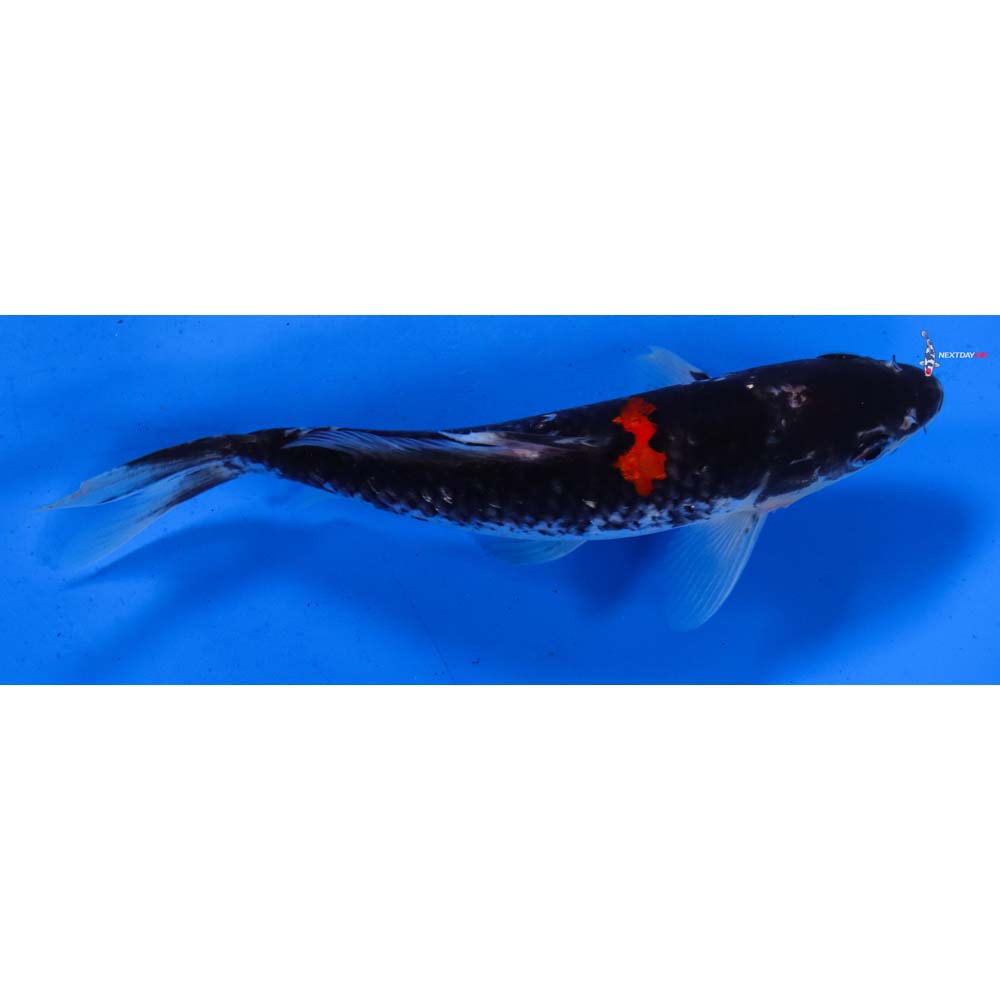 6” Imported Goshiki