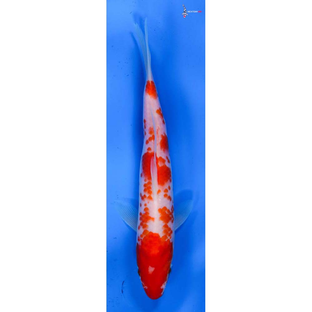 7” Imported Kohaku