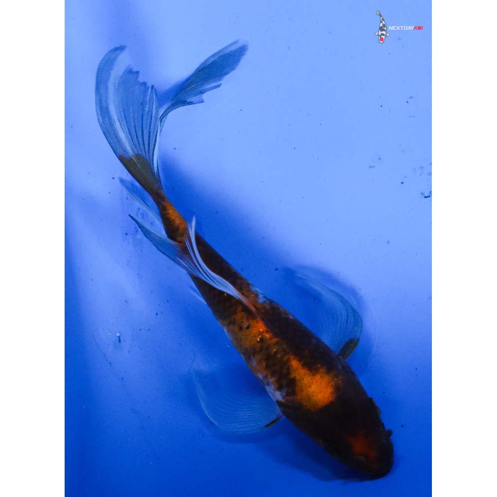 5” Imported Showa Butterfly Koi