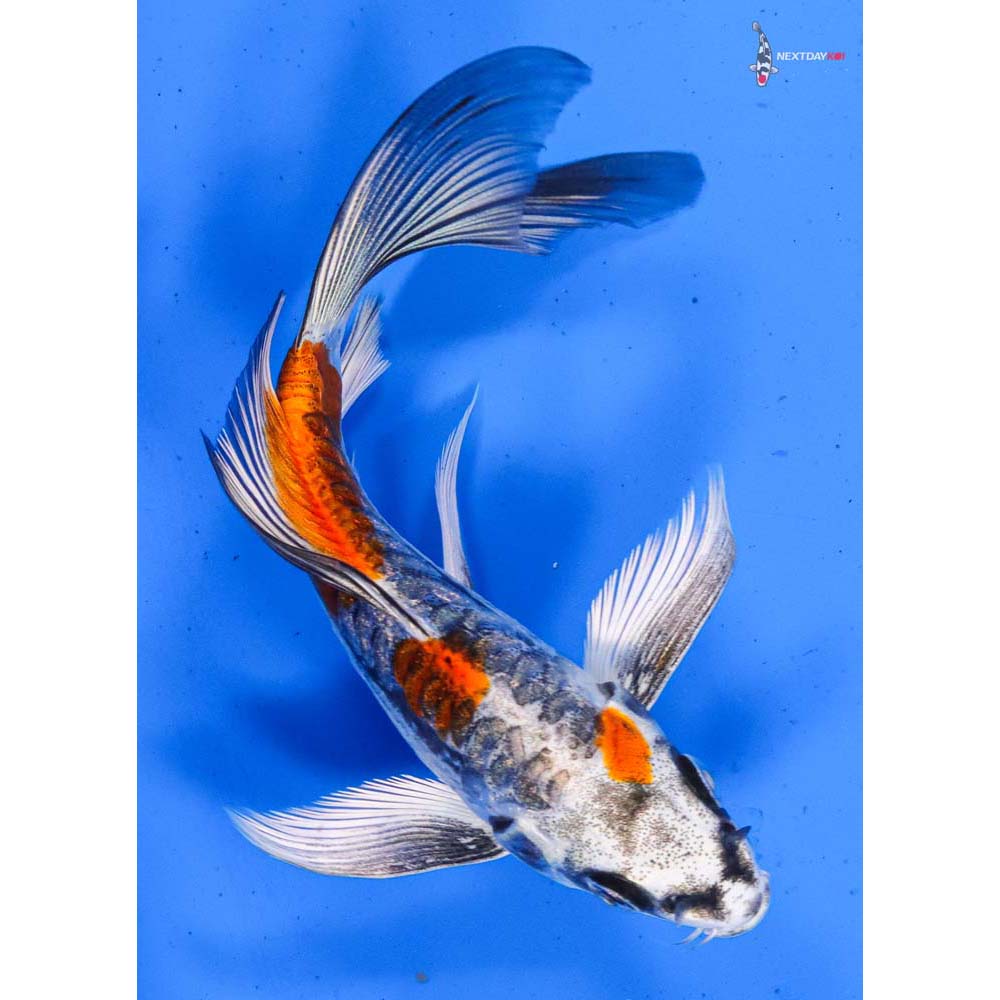 5” Imported Kin Kikokuryu Butterfly Koi
