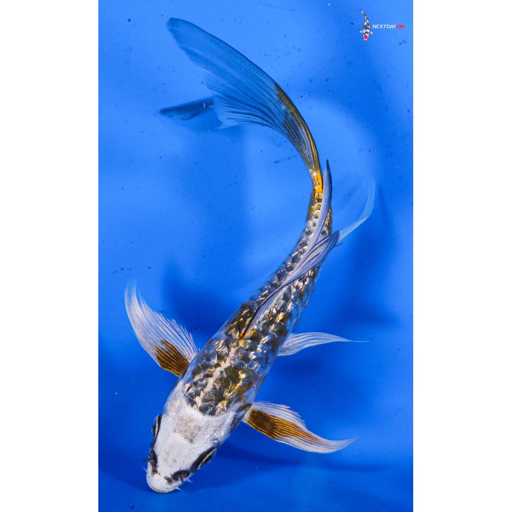 5” Imported Armor Scaled Gin Rin Kujaku Butterfly Koi