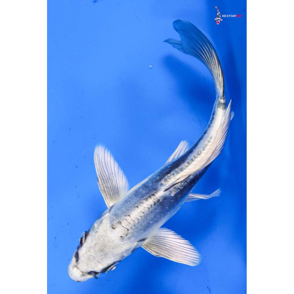 5” Imported Kikokuryu Butterfly Koi