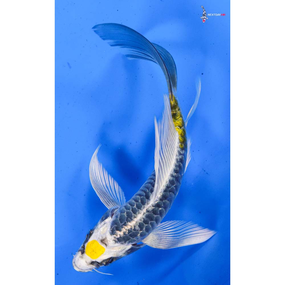 5.5” Imported Armor Scaled Kujaku Butterfly Koi