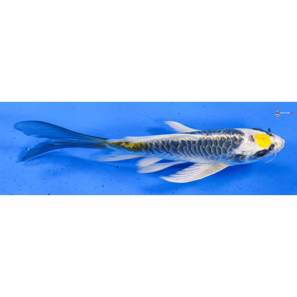 5.5” Imported Armor Scaled Kujaku Butterfly Koi