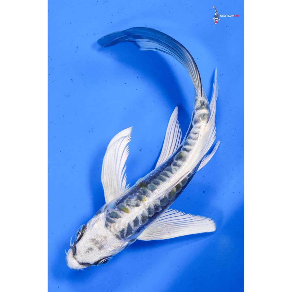 5.5” Imported Kin Kikokuryu Butterfly Koi