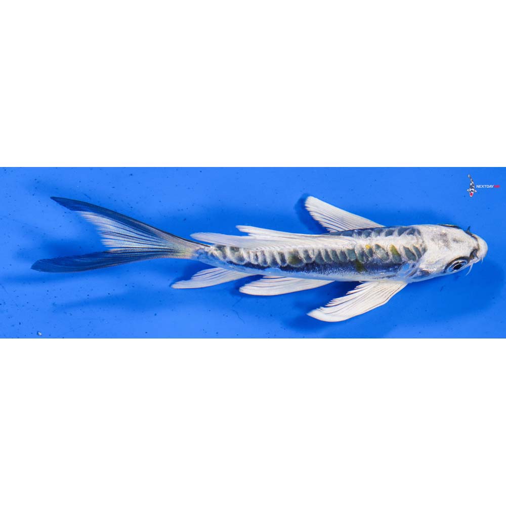 5.5” Imported Kin Kikokuryu Butterfly Koi
