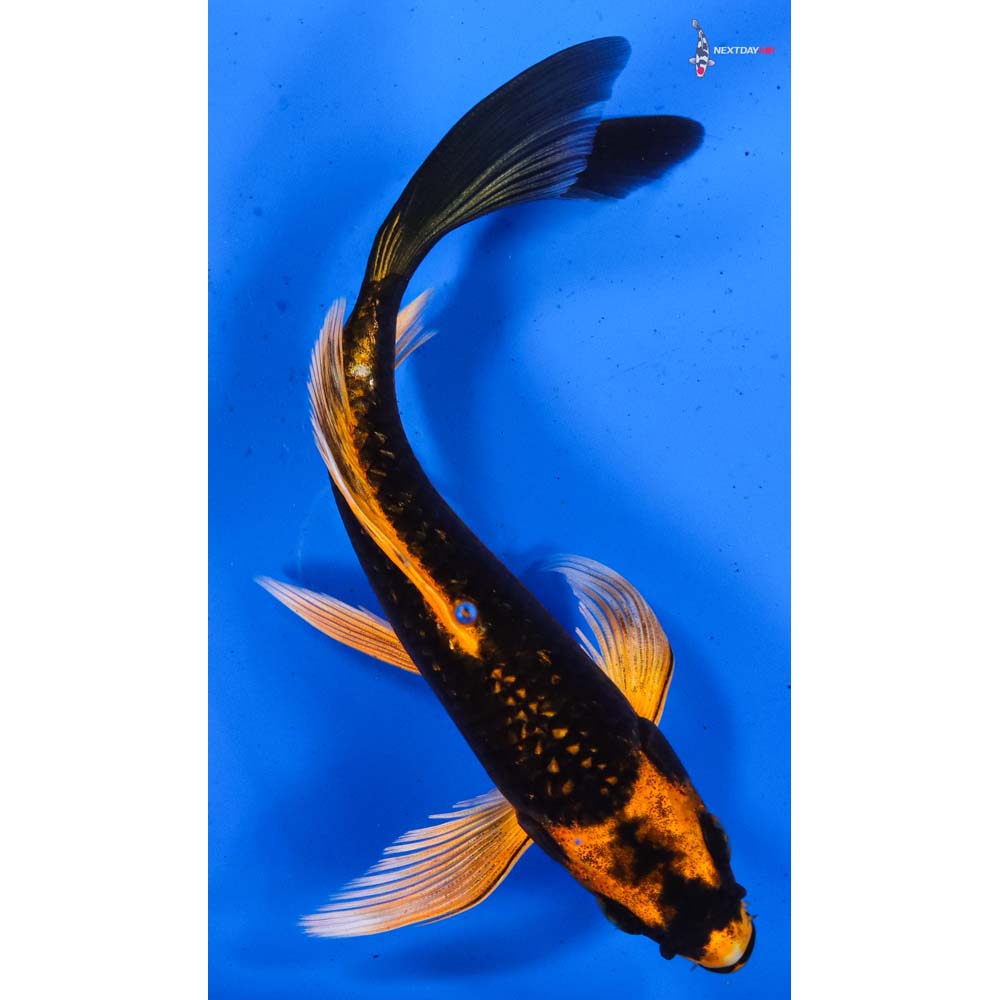 5.5” Imported Orenji Matsuba Butterfly Koi