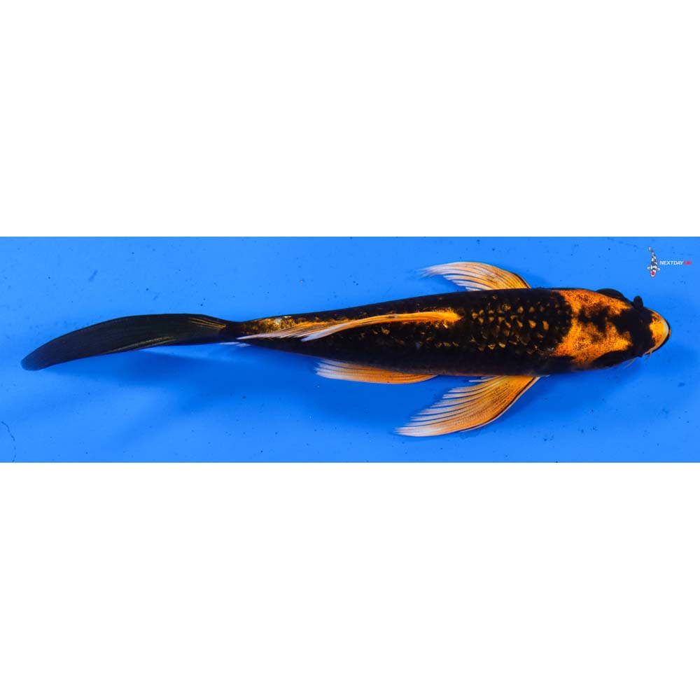 5.5” Imported Orenji Matsuba Butterfly Koi