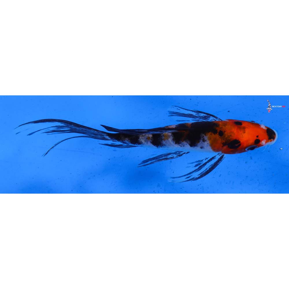 5.5” Imported Sanke Butterfly Koi