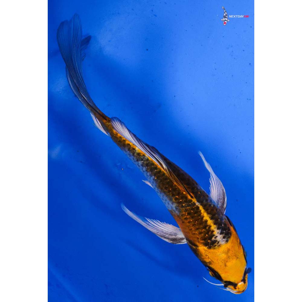 5.5” Imported Kujaku Butterfly Koi