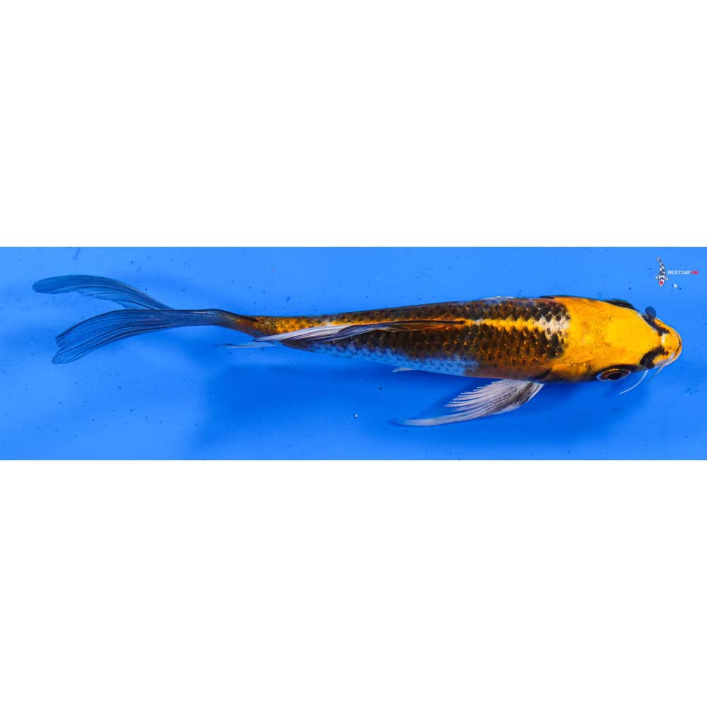 5.5” Imported Kujaku Butterfly Koi