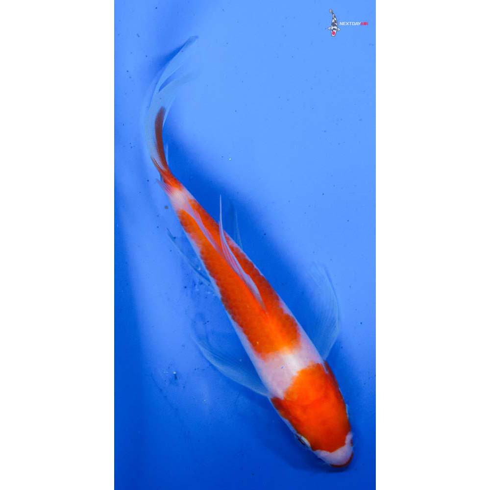 5.5” Imported Kohaku Butterfly Koi
