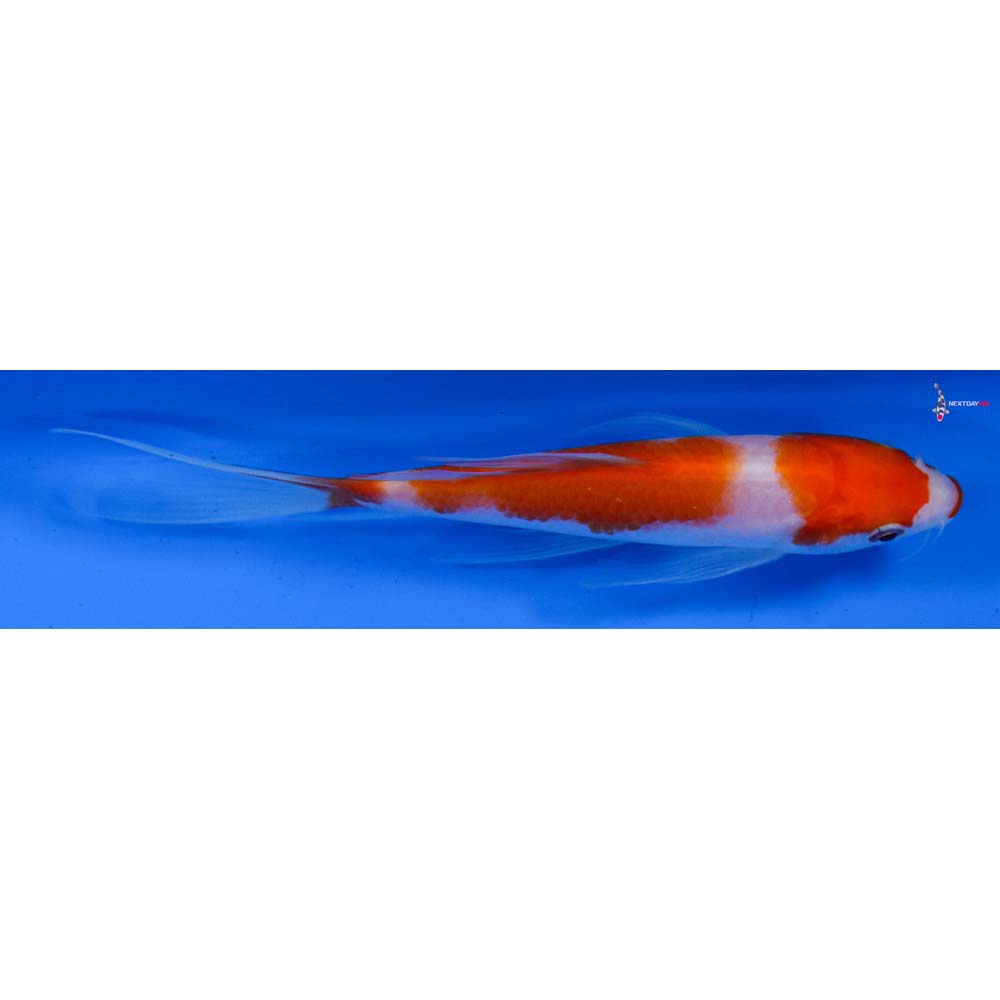 5.5” Imported Kohaku Butterfly Koi