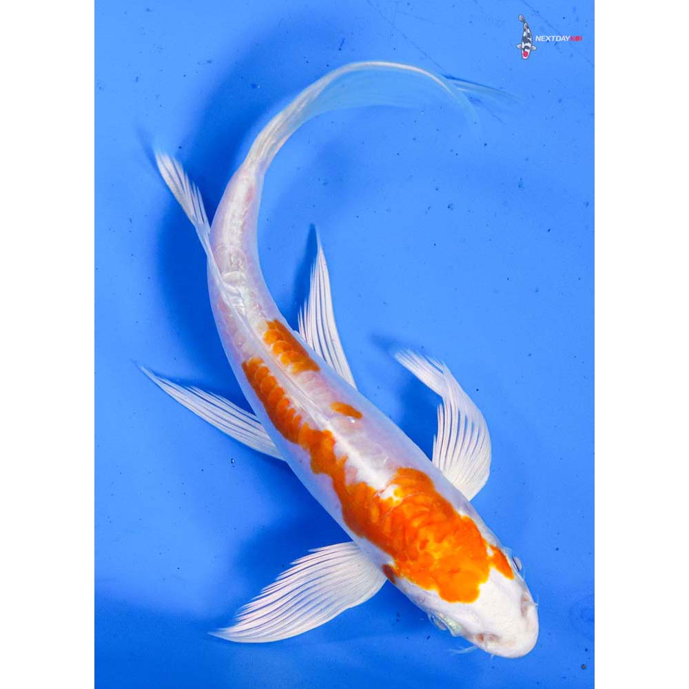 5.5” Imported Kikusui Butterfly Koi