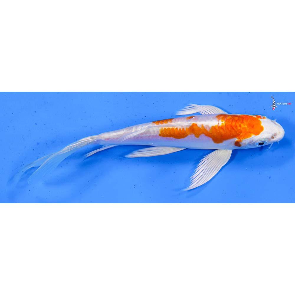 5.5” Imported Kikusui Butterfly Koi
