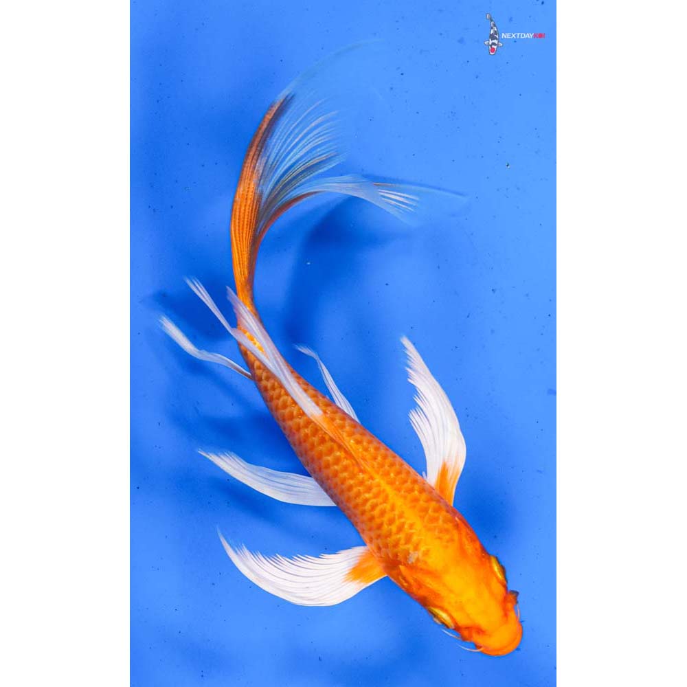 6” Imported Orenji Ogon Butterfly Koi