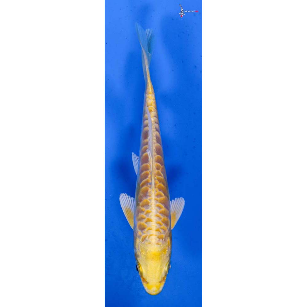 5” Imported Lemon Hariwake