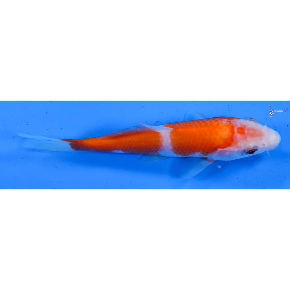 5” Imported Kohaku