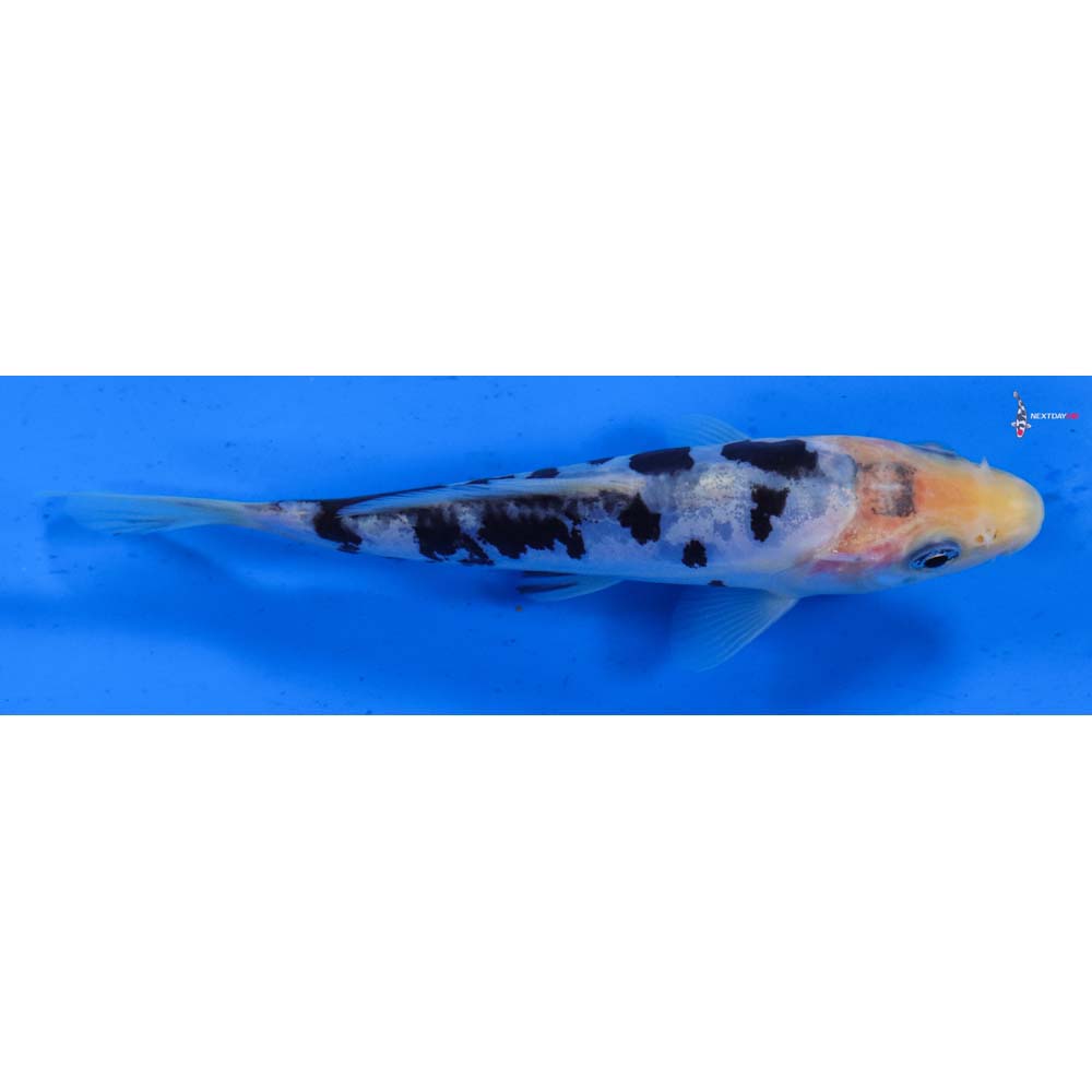 5” Imported Doitsu Shiro Bekko