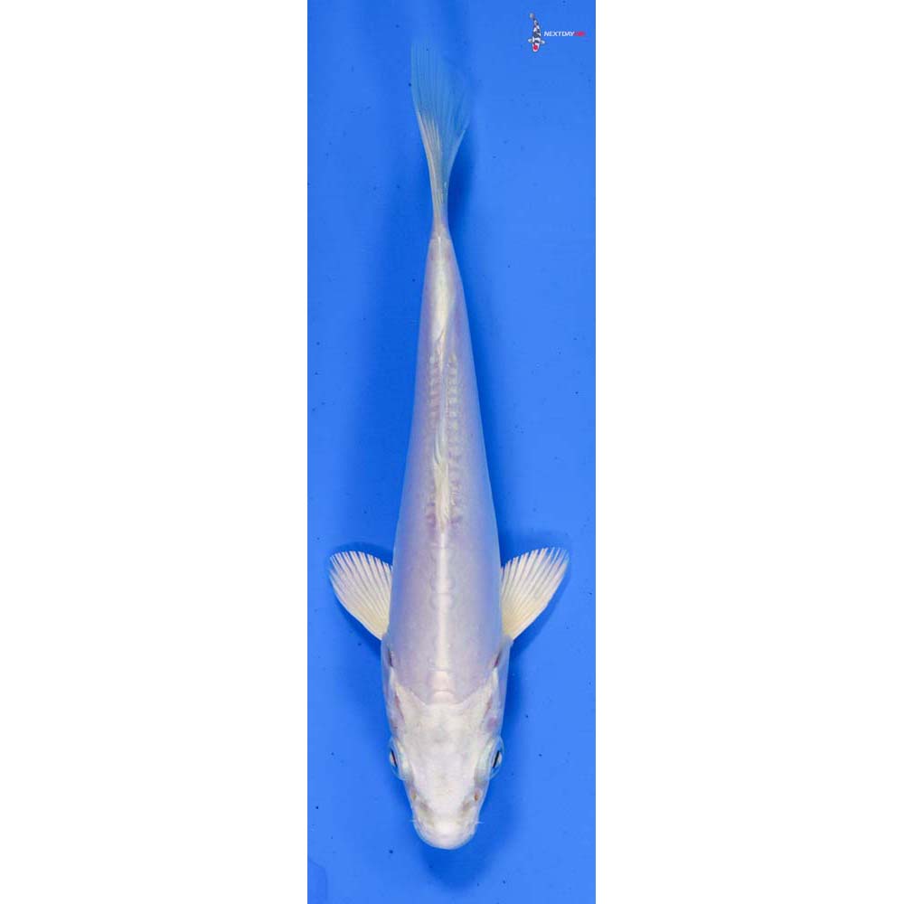 5.5” Imported Doitsu Platinum Ogon