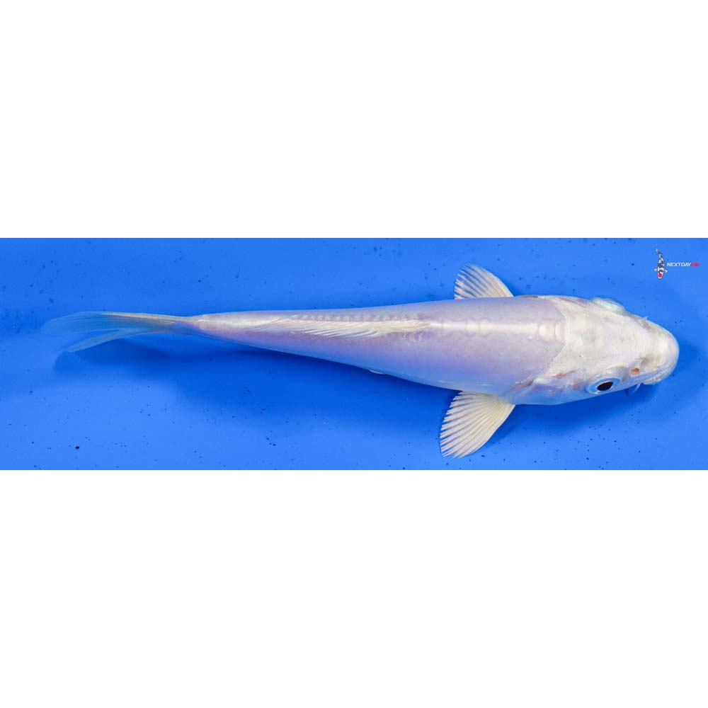 5.5” Imported Doitsu Platinum Ogon