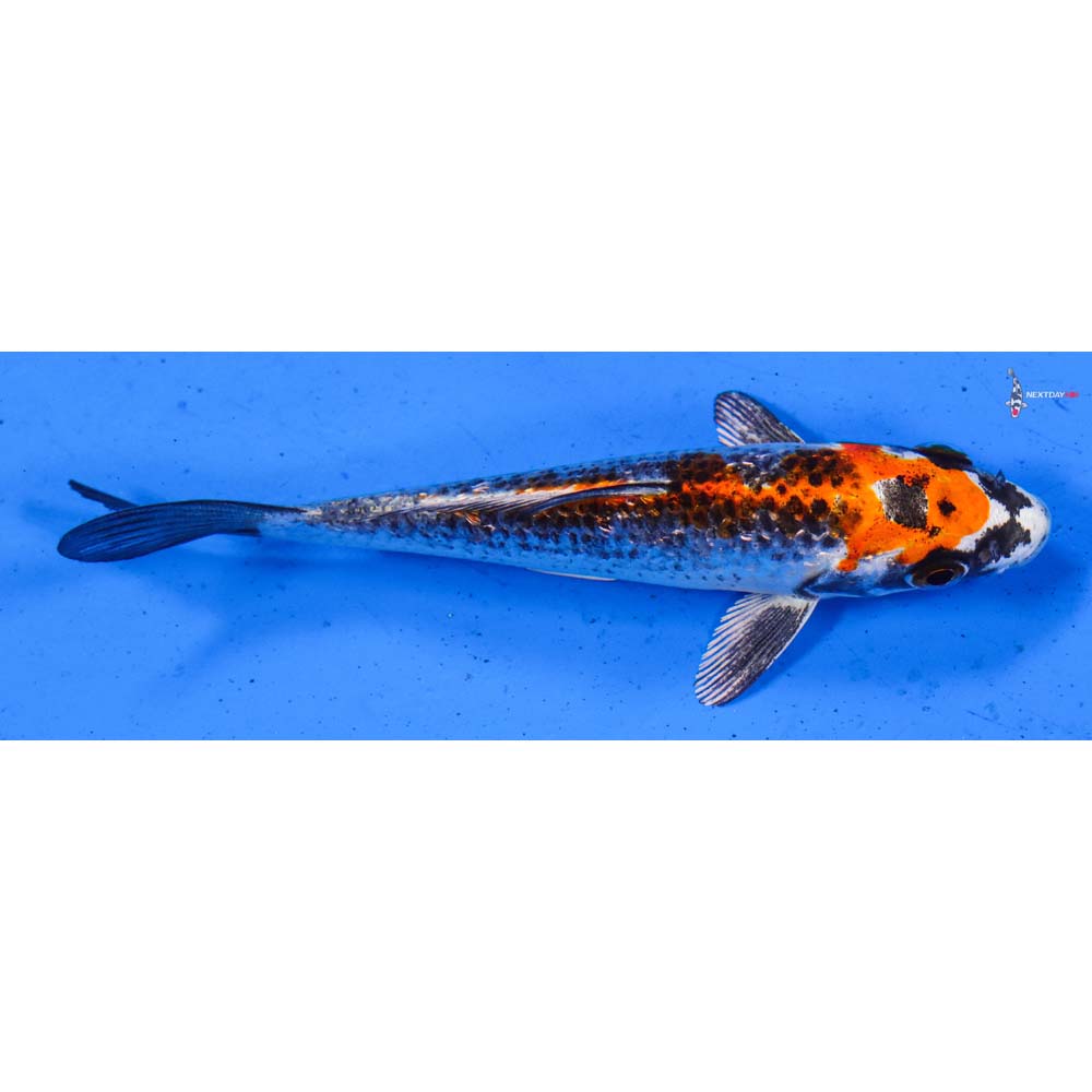 4.5” Imported Gin Rin Kujaku