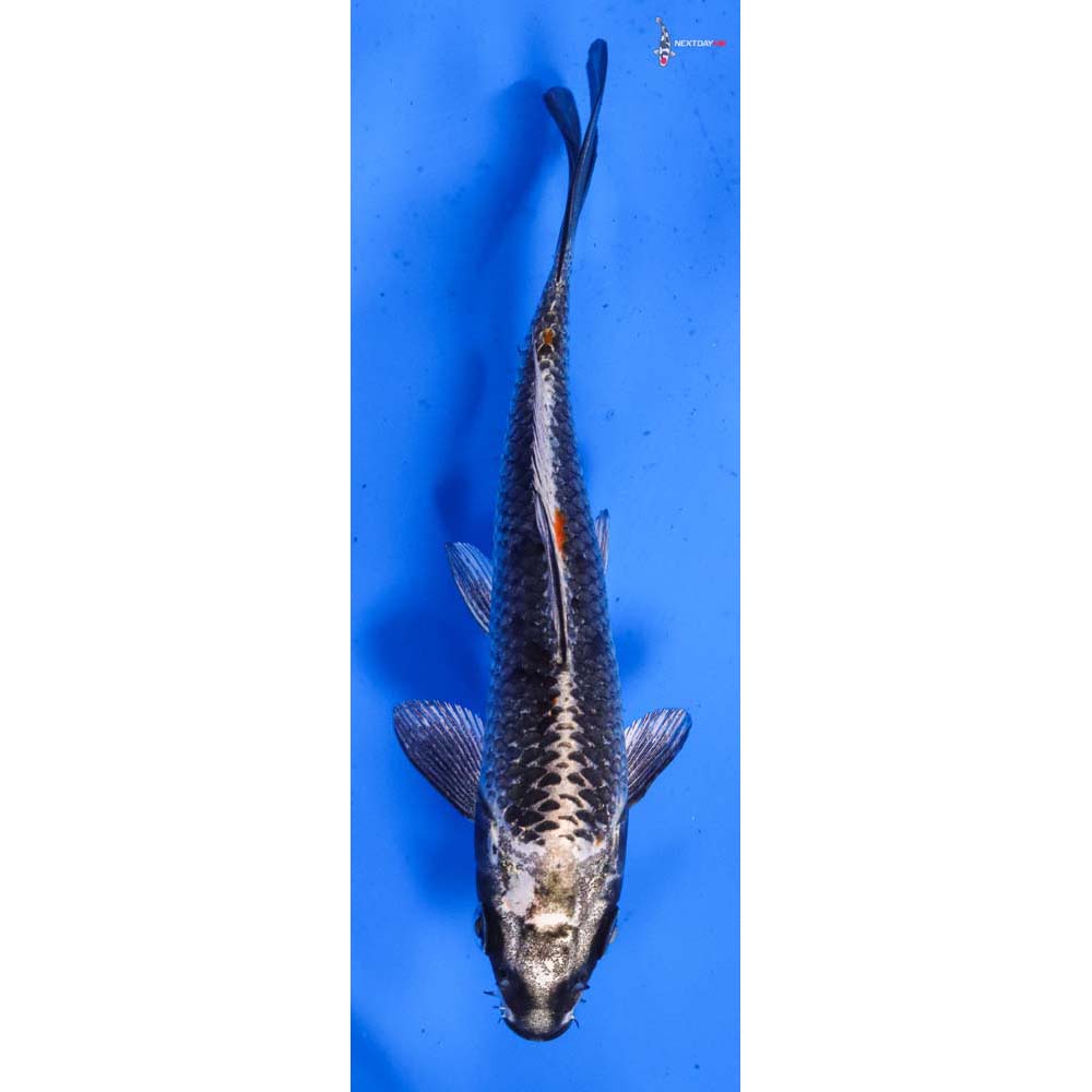 5.5” Imported Kujaku