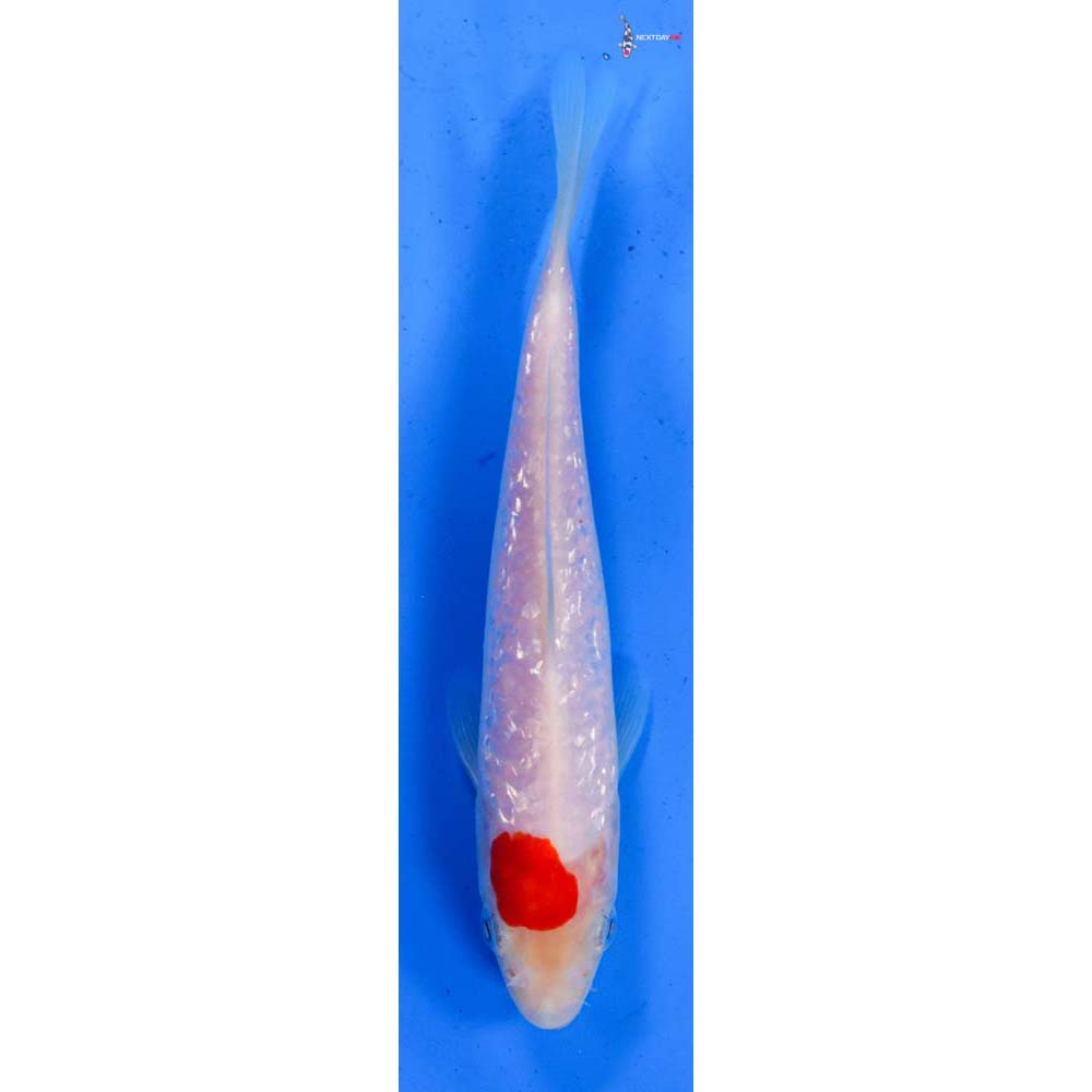 5.5” Imported Gin Rin Kohaku