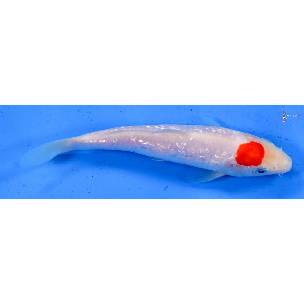5.5” Imported Gin Rin Kohaku