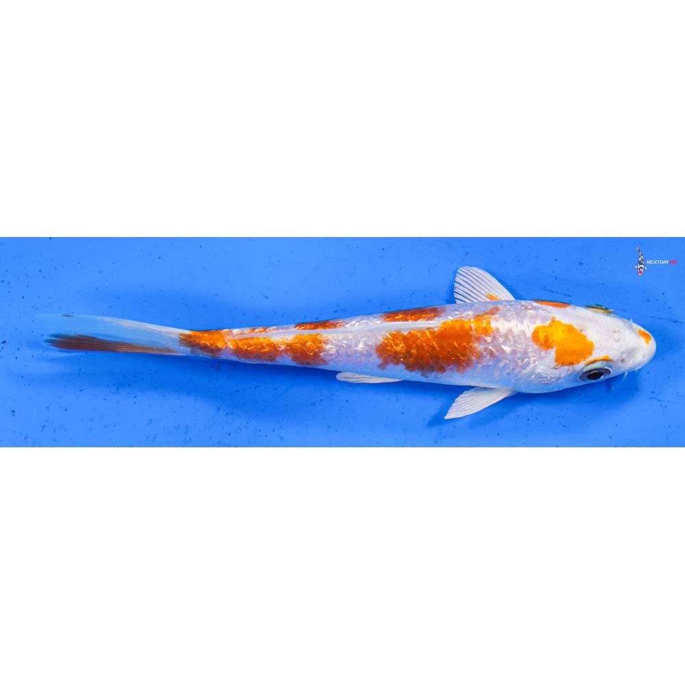 5.5” Imported Gin Rin Kohaku